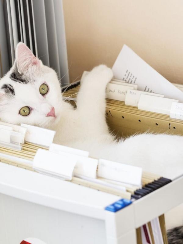 Les 100 vidéos qui ont fait rire le monde entier