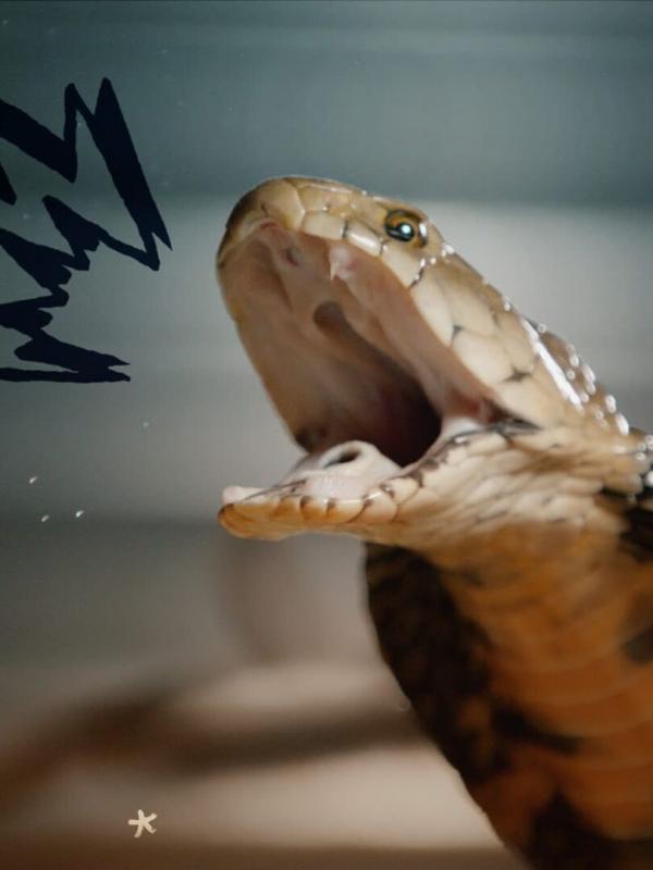 Snakes in the City
