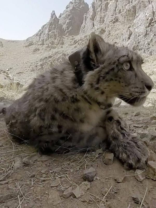 Dan O'Neill : mission panthère des neiges