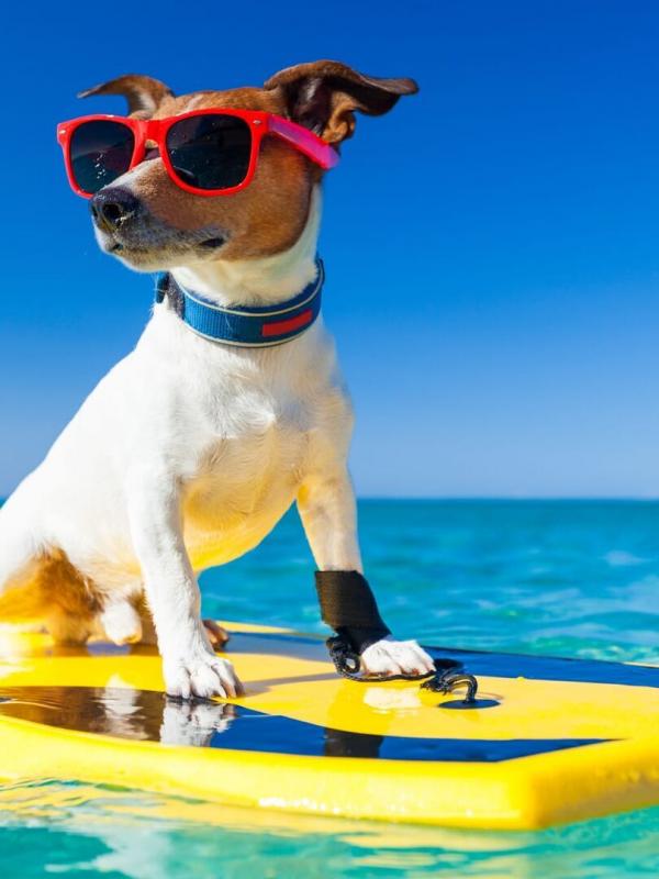 Le bêtisier de l'été