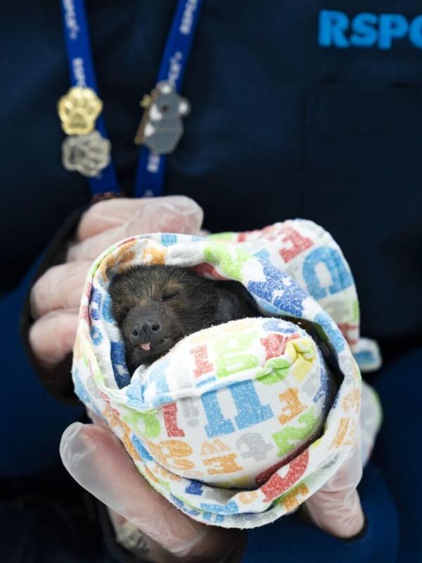 Australie : urgences faune sauvage