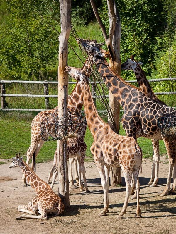 Zoo : le défi de demain
