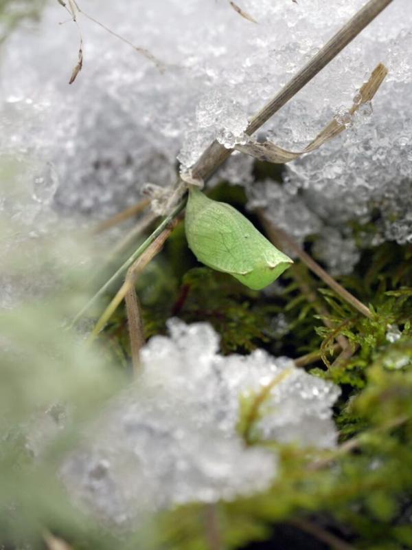 Les papillons, ces super héros de la nature
