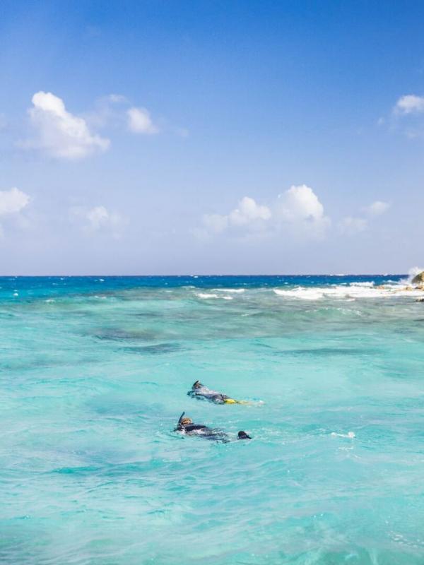 Les Secrets des pieuvres