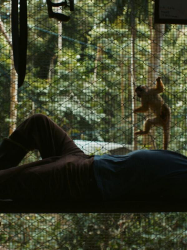 Les lisières de la forêt