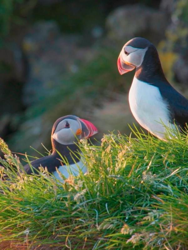 Islands Papageitaucher - Geliebt und gefährdet