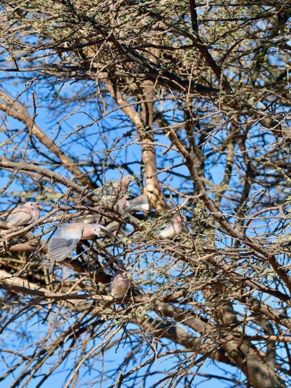 "Teranga" la généreuse