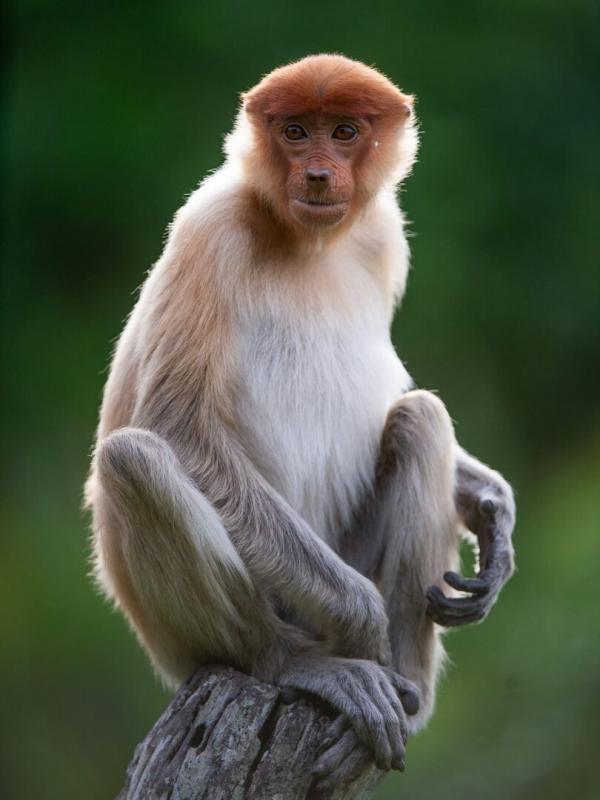 Les outsiders du monde animal
