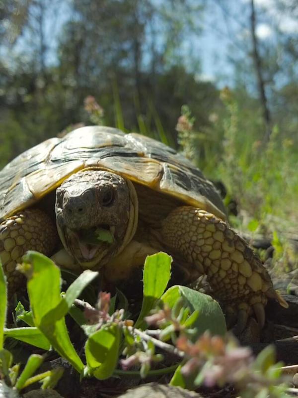 Alaïs, tortue sauvage de Provence
