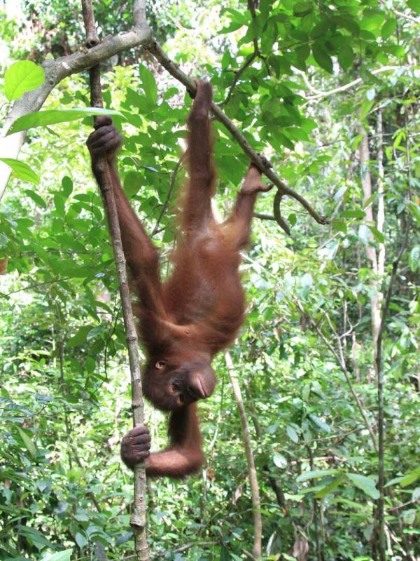 Bornéo : le royaume secret