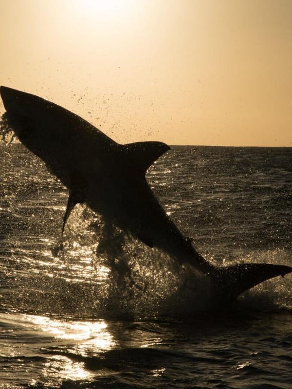 La loi des requins