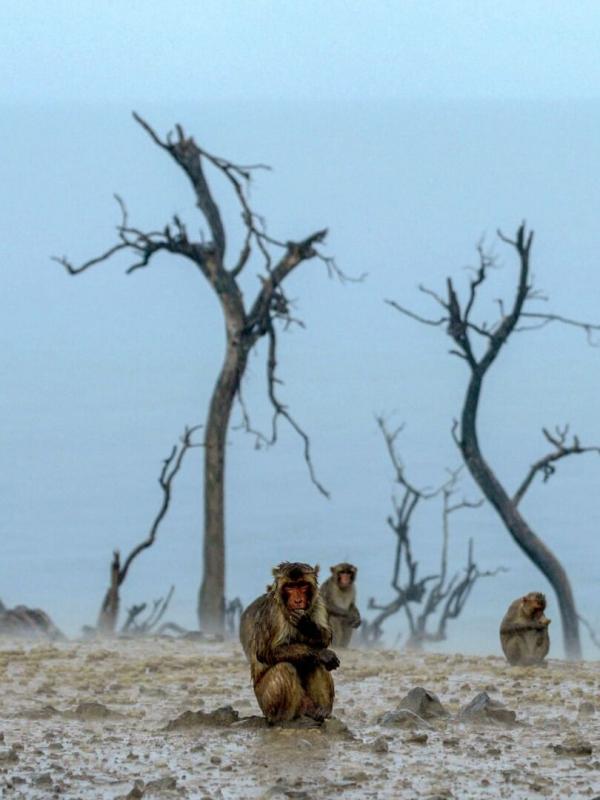 Les réseaux sociaux des animaux