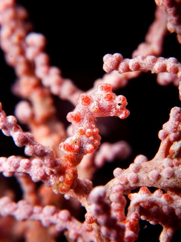 Merveilles de la vie sous-marine