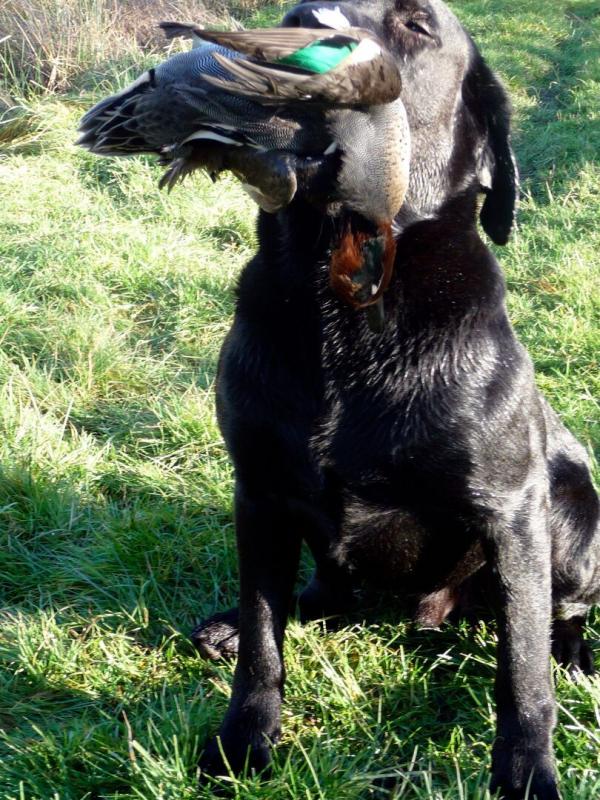 Chiens au marais