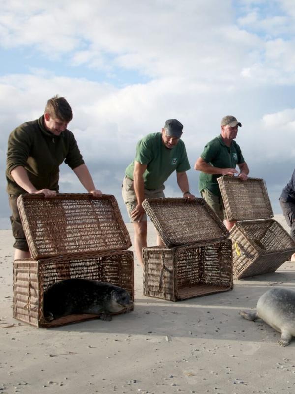 Mer du Nord, sauvons les bébés phoques