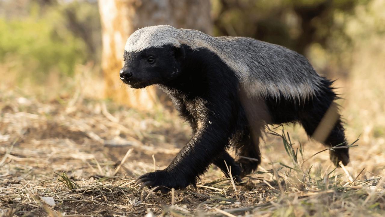 Les outsiders du monde animal