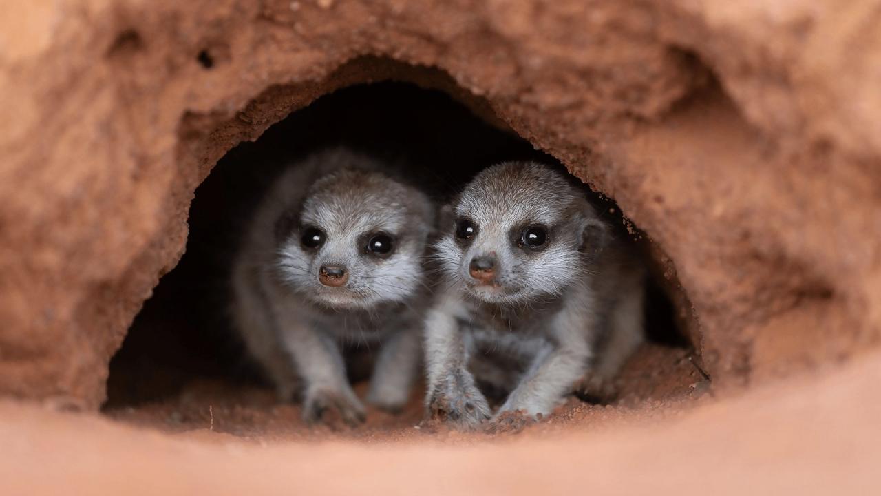 Les outsiders du monde animal