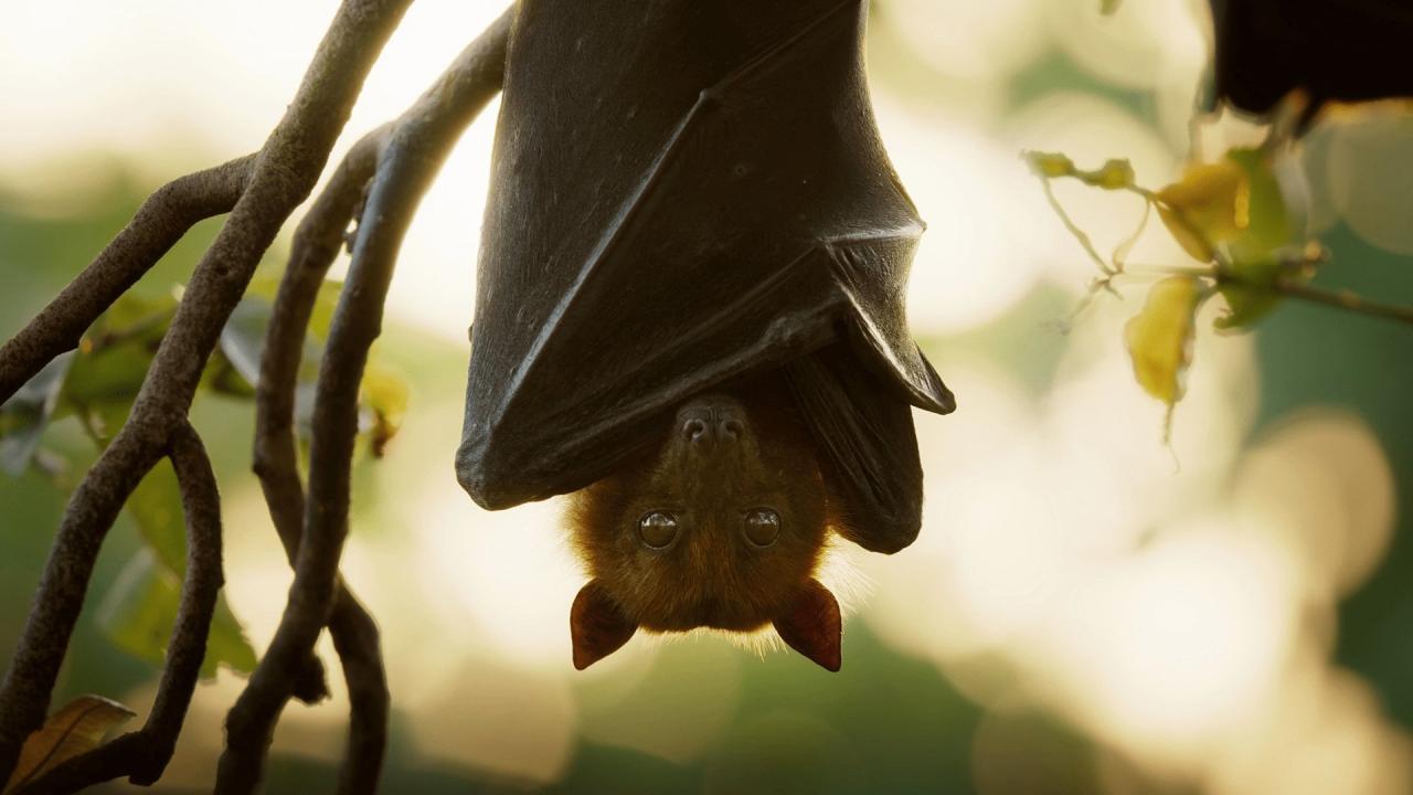 Les outsiders du monde animal