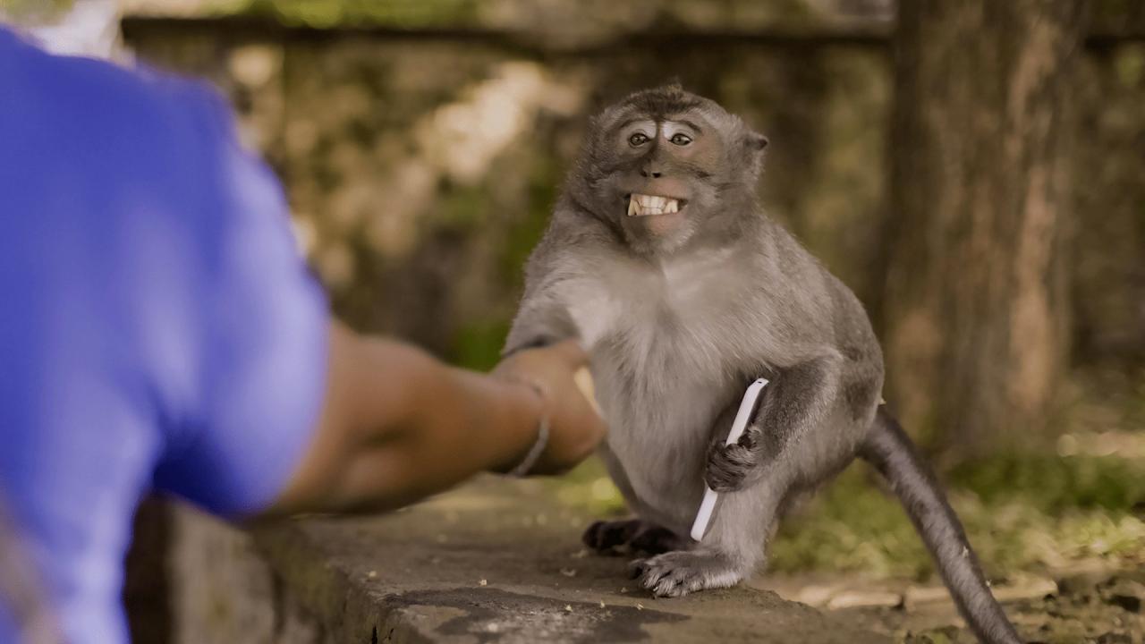 Les outsiders du monde animal