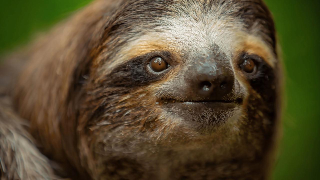 Les outsiders du monde animal