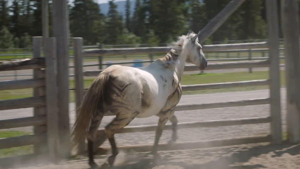 Heartland