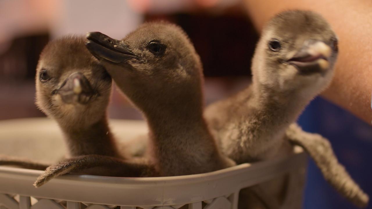 Naturellement sauvages