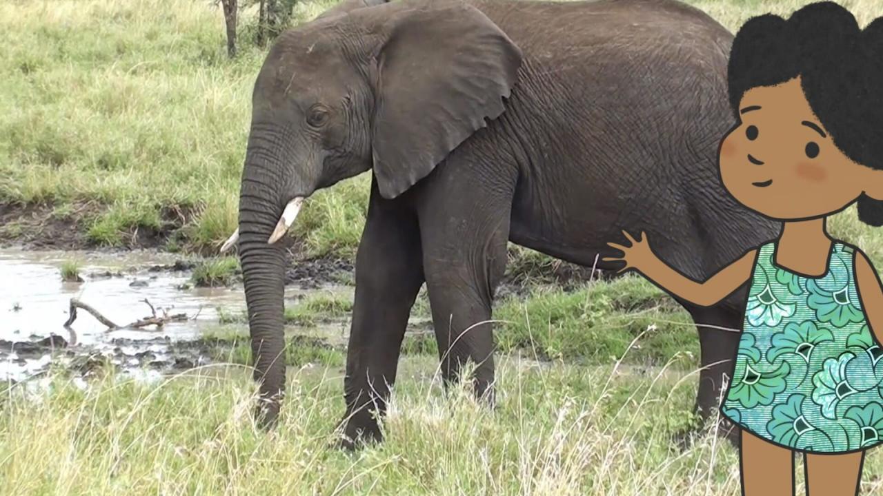 L'imagier animé de Koumi S1 E42