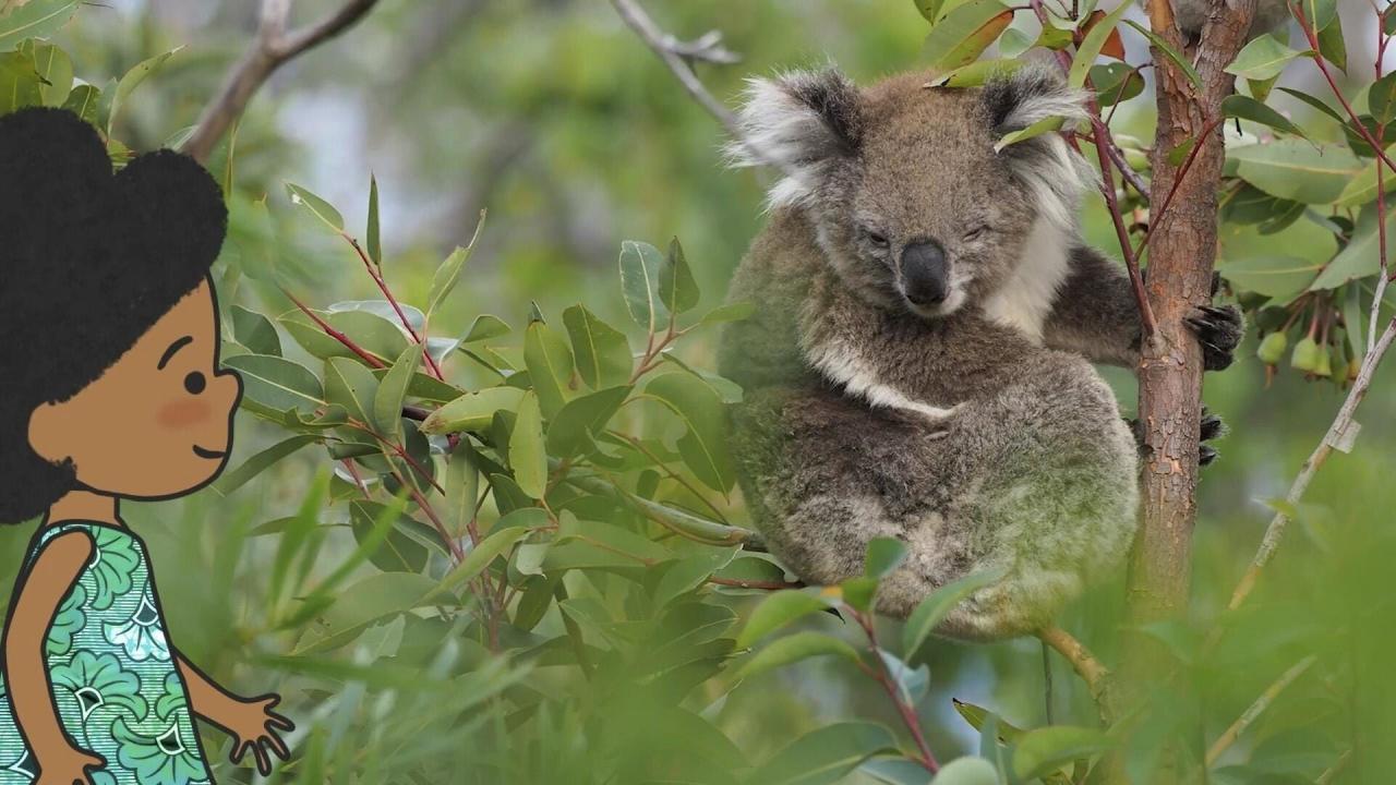 L'imagier animé de Koumi S1 E21