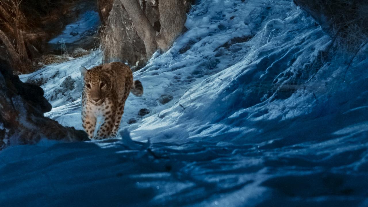 L’Aventure sauvage