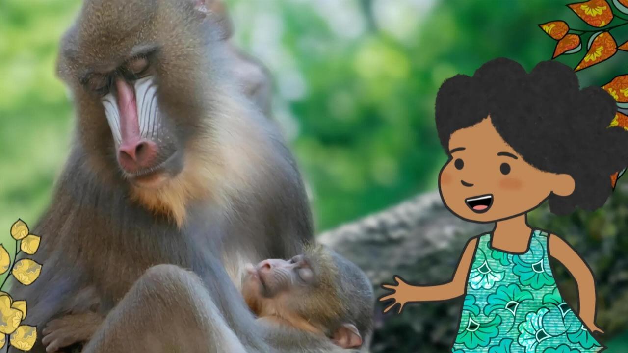 L'imagier animé de Koumi S2 E20