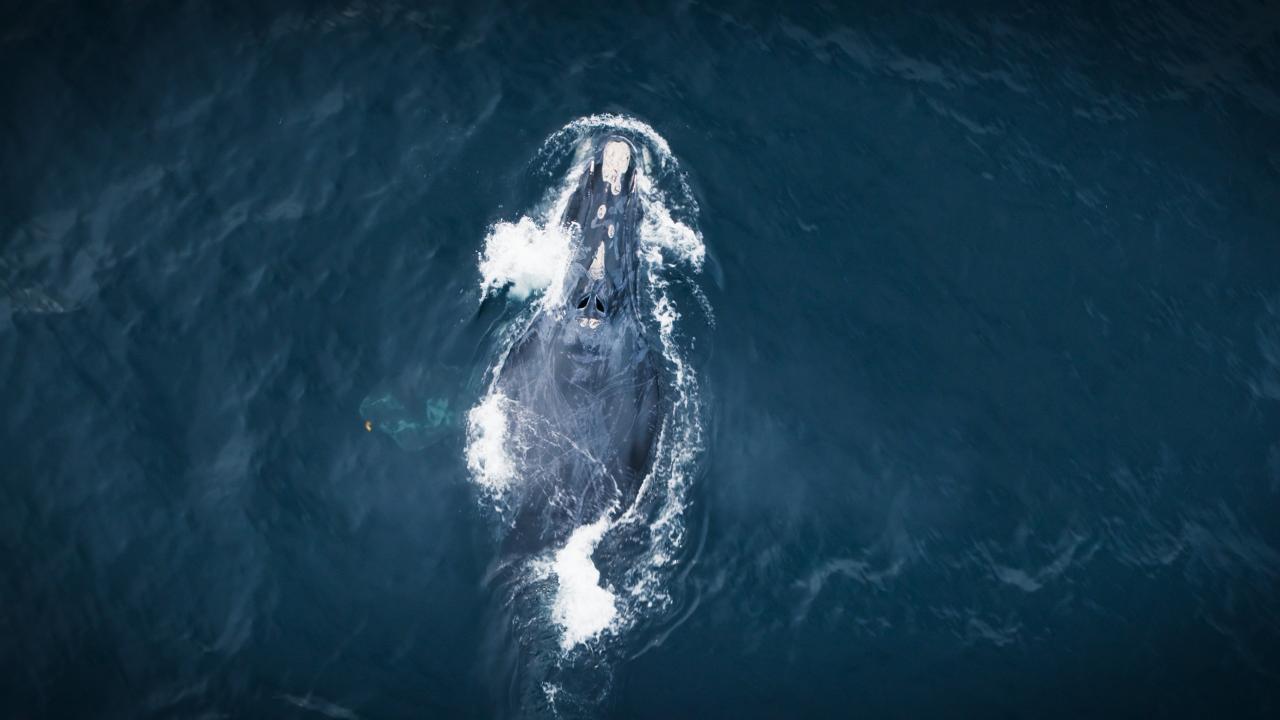 L’Aventure sauvage