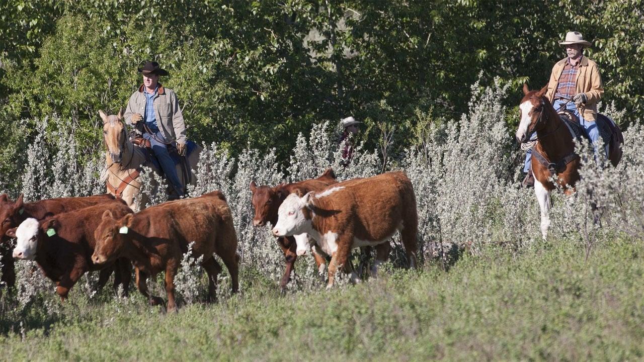 Heartland
