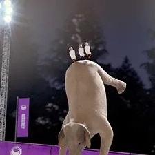 Athleticus