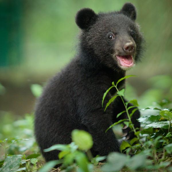 Naturellement sauvages