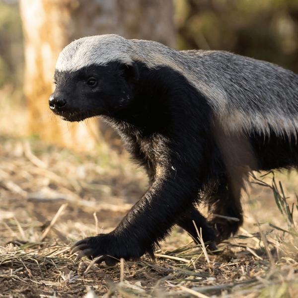 Les outsiders du monde animal