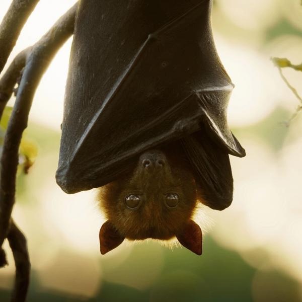 Les outsiders du monde animal