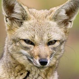 Destination Wild : Chili