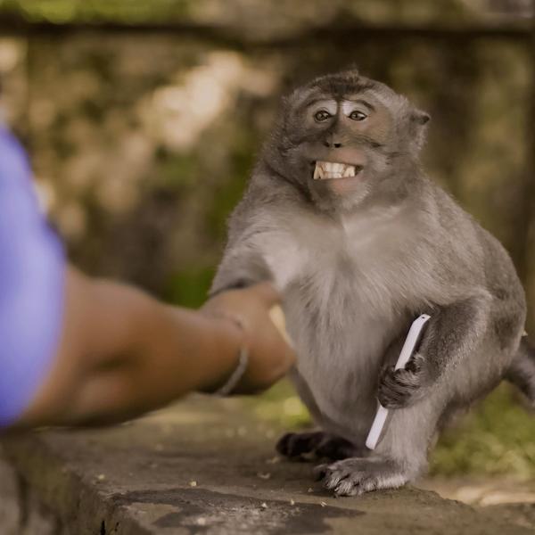 Les outsiders du monde animal