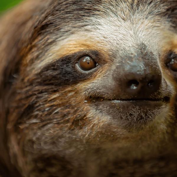 Les outsiders du monde animal