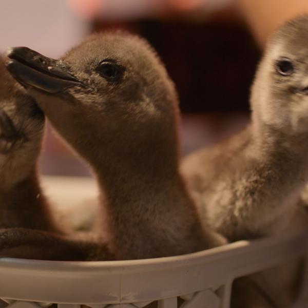 Naturellement sauvages