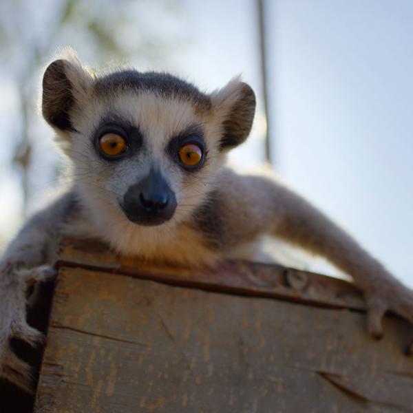 Naturellement sauvages