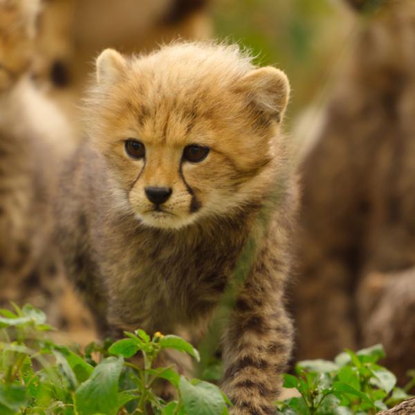 Naturellement sauvages