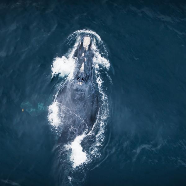 L’Aventure sauvage