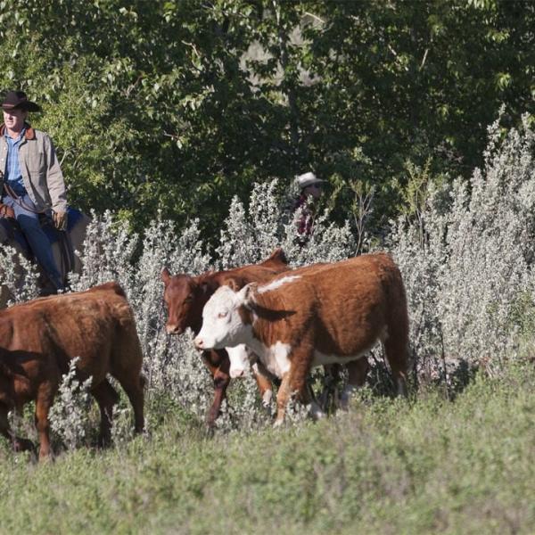 Heartland